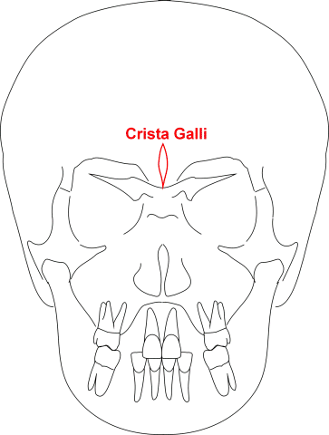 Crista galli